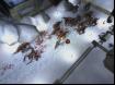 Shadowgrounds Survivor-4 Thumbnail