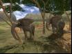 Wild Earth-19 Thumbnail